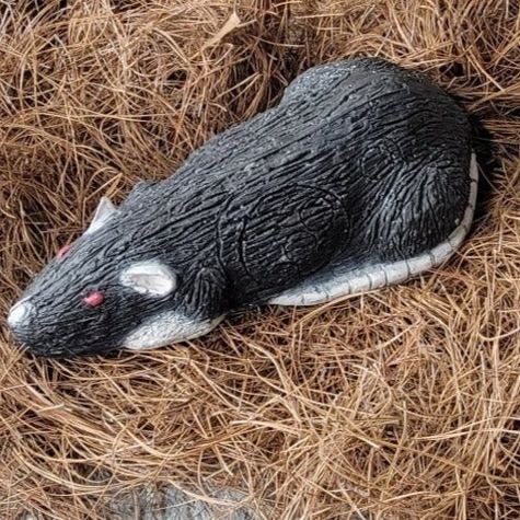 a rat thing in a pile of hay